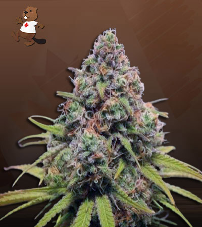 Strawberry Kush Autoflower-image