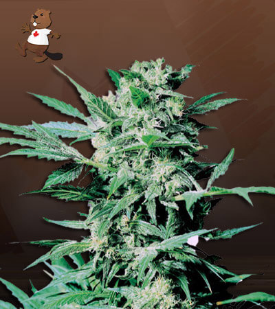 Sugar Shack Autoflower-image