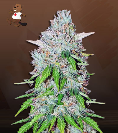 Super OG Kush-image