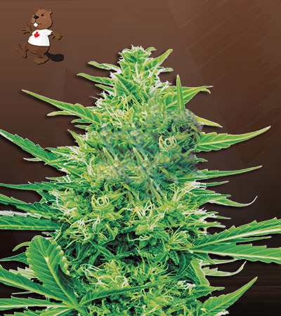 Super Silver Haze (CBD Sativa)-image