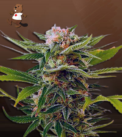 Super Sour Diesel Autoflower-image