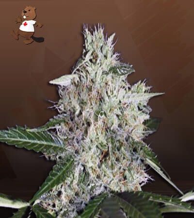 Sweet Mango Autoflower-image