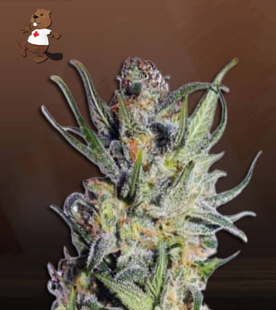 Thai Autoflower-image