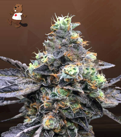 Thin Cookie Dog Autoflower-image