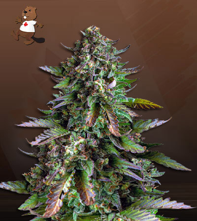 Watermelon OG Autoflower-image