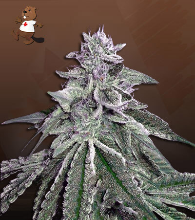White Dream Autoflower-image