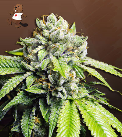 White Fire OG Autoflower Fast-image