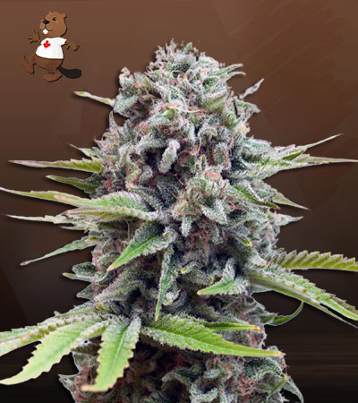 White Widow Autoflower-image