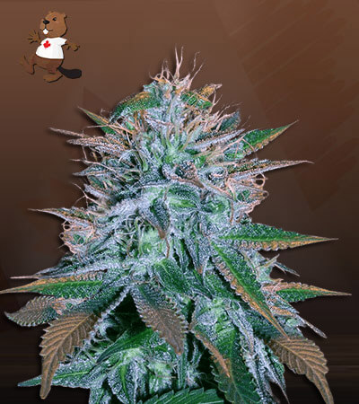 White Widow-image